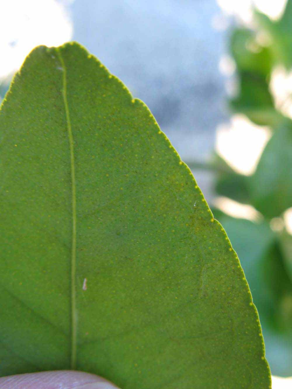              Margin (Winter Haven, FL)       